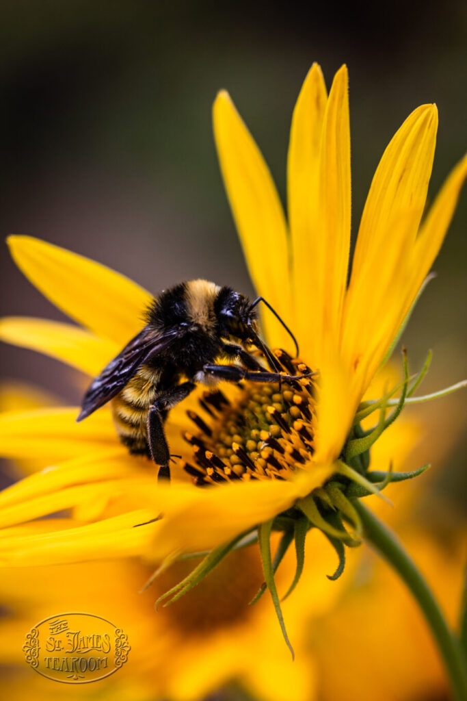 A Sweet Afternoon with Desert Hives Apiary