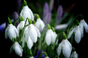 Snowdrops